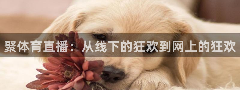 聚体育直播：从线下的狂欢到网上的狂欢